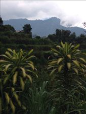 Misty Lake Bayan: by butterfly-freed, Views[517]