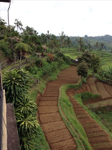 Rice terraces
