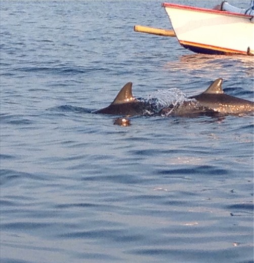 Dolphins at Lovina