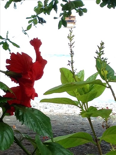 Hibiscus by the sea