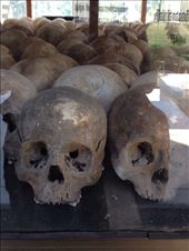 Display of some of the skulls found: by butterfly-freed, Views[563]