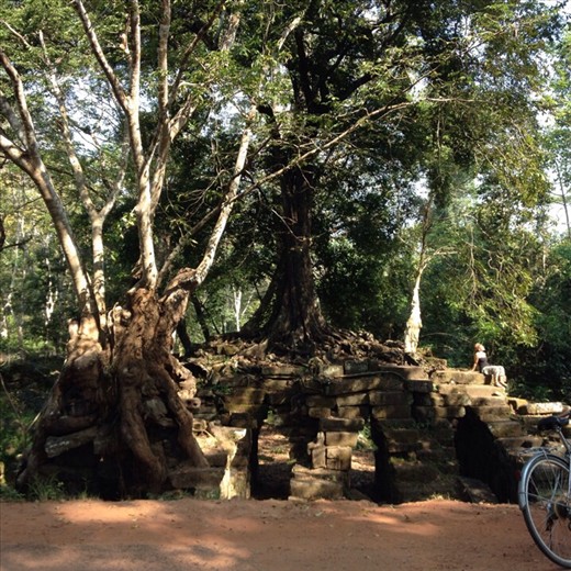 Tree & bridge intertwined