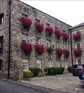 Beautiful floral displays everywhere: by butterfly-freed, Views[307]