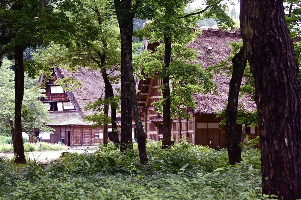 I found a patch of green belt full of dark trees