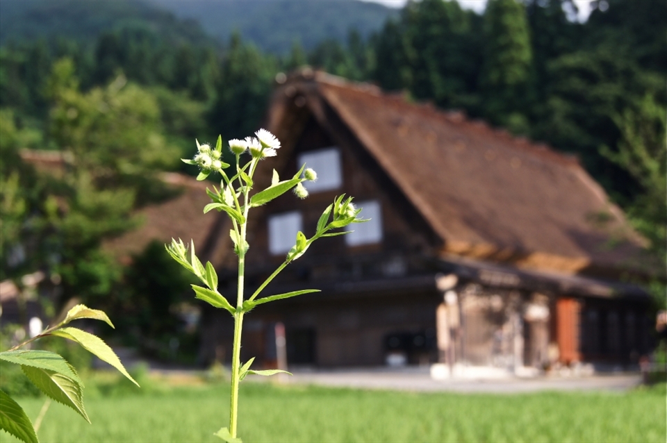 And they were surrounding a beautiful wooden cottage