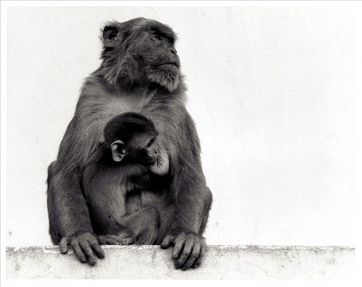 Rhesus Monkeys overrun the property of the Temple colloquially named for them. This mother and baby were feigning disinterest in the visitors, until food was offered.