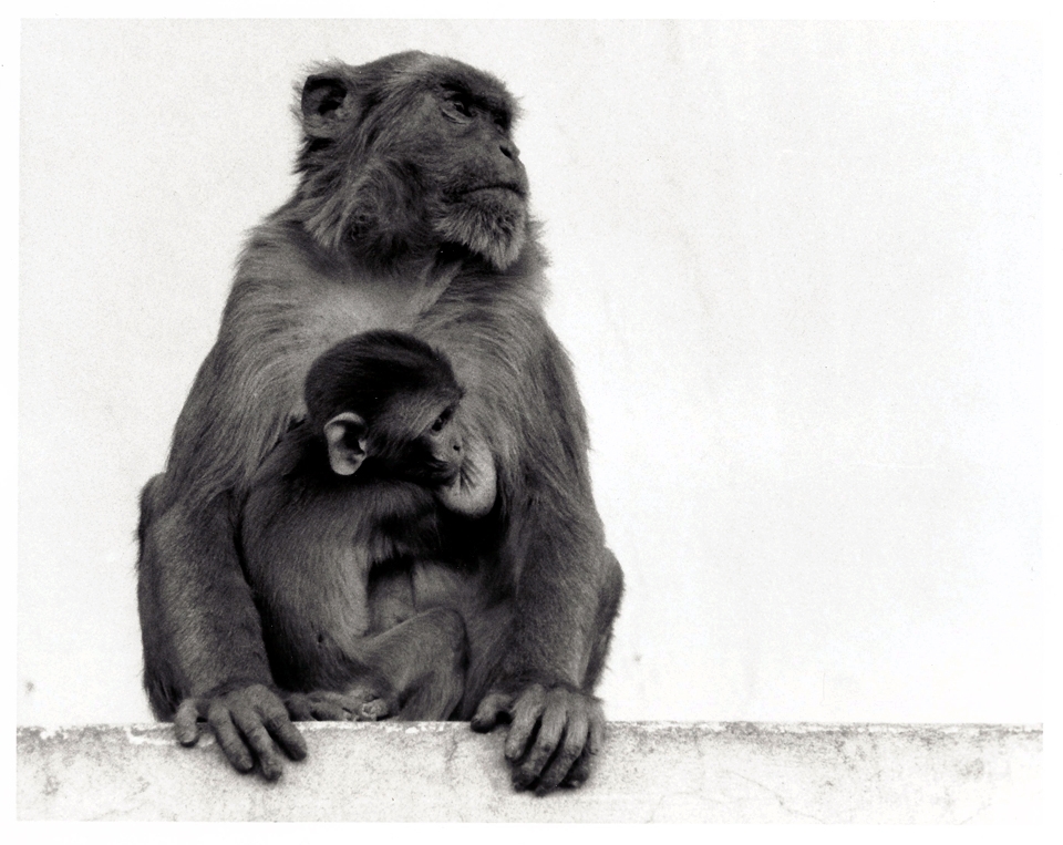 Rhesus Monkeys overrun the property of the Temple colloquially named for them. This mother and baby were feigning disinterest in the visitors, until food was offered.