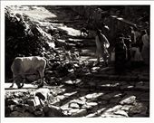 The path to the Monkey Temple (Galwar Bagh) is cobbled and eroding; women, and a sacred cow, rest on the steps as small children race ahead.: by c_hamblin, Views[530]