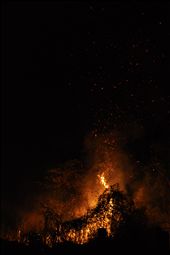 A bush is engulfed in flame and burning leaves rise into the sky. Control burns are only practiced under low wind conditions so stray sparks do not ignite unintended country or residential areas.: by cadebradshaw, Views[481]
