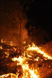 Well planned burn regimes keep dense undergrowth from accumulating, which in turn replenishes soil nutrients with ash.  : by cadebradshaw, Views[508]