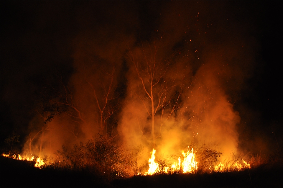 Eucalyptus trees rise ghostly out of the smoke. The sound of the grass' and trees' oils popping was the most surprising and beautiful part of these spring fires. 
