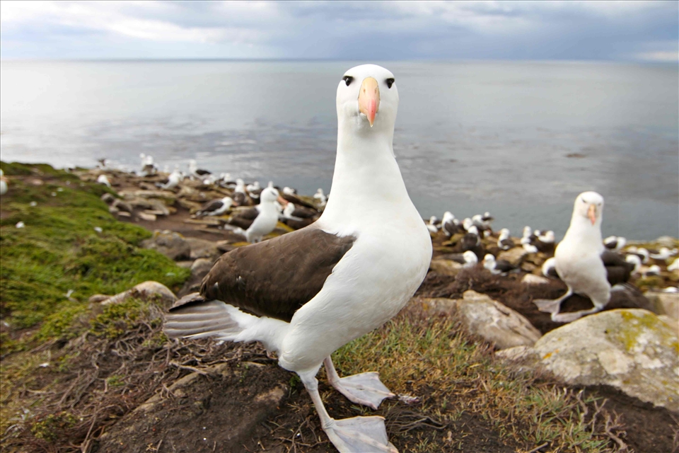 Using a Fisheye lens, I was able to capture the immense curiosity and beauty of this magnificent black browed albatross. This albatross had just been in a fight with another albatross, at the end of the fight, the bird looked at the camera with a look as to say ‘you wanna go next?’. 