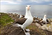 Using a Fisheye lens, I was able to capture the immense curiosity and beauty of this magnificent black browed albatross. This albatross had just been in a fight with another albatross, at the end of the fight, the bird looked at the camera with a look as to say ‘you wanna go next?’. : by caitlinalice, Views[1130]
