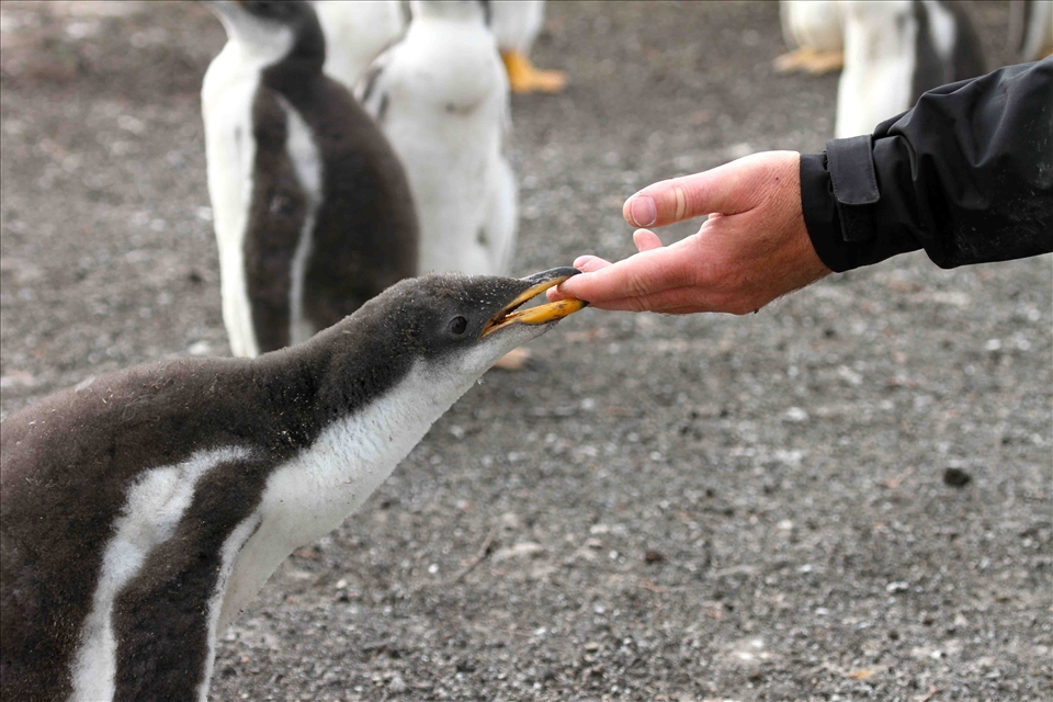 This photo shows the hand of my father reaching out to a particularly brave and curious Gentoo chick. The simple composition mimics Michelangelo’s Creation of Adam and shows the risk the chick is taking trusting a large foreign creature and how nature, animals and human can coexist peacefully in the Falkland Islands. 