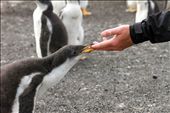 This photo shows the hand of my father reaching out to a particularly brave and curious Gentoo chick. The simple composition mimics Michelangelo’s Creation of Adam and shows the risk the chick is taking trusting a large foreign creature and how nature, animals and human can coexist peacefully in the Falkland Islands. : by caitlinalice, Views[719]