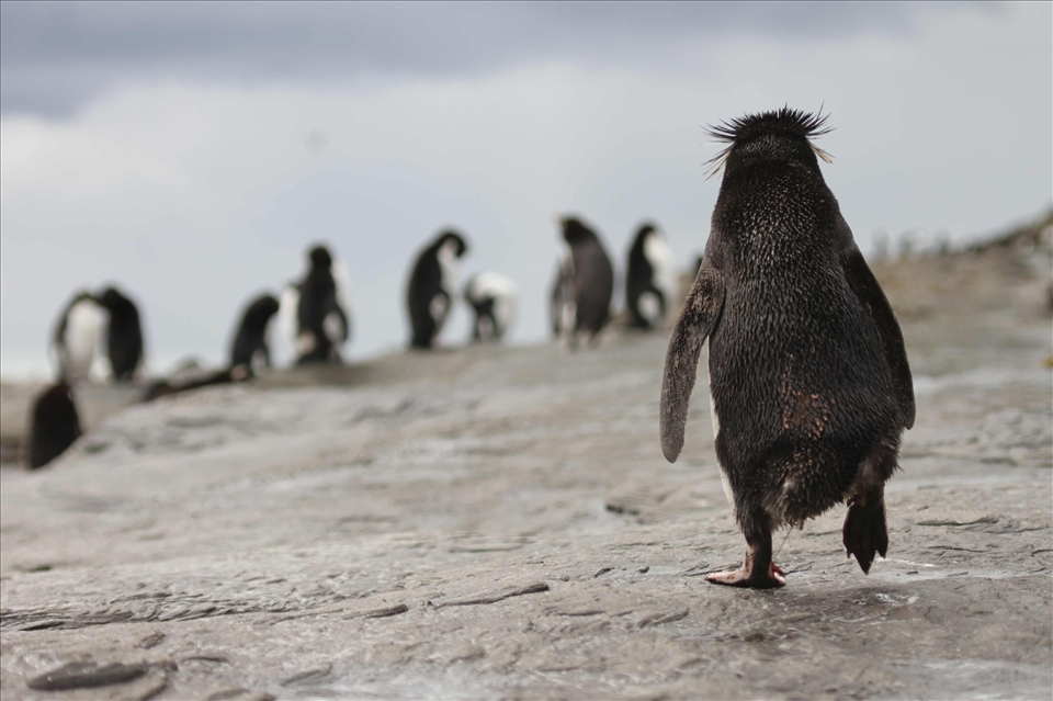During my time in the Falkland Islands, I found that the Rockhopper penguin is a curious penguin full of humour and bravado. Here the Rockhopper shows its personality, walking along the cliff with not a care in the world. 