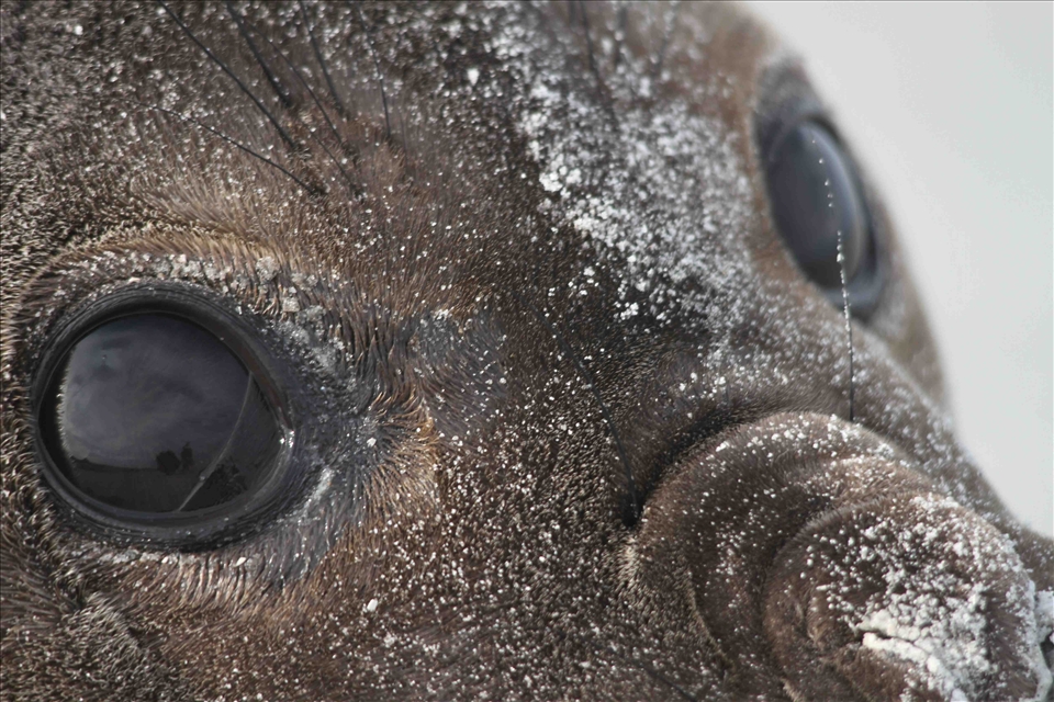On Sea Lion Island, a small island in the Falkland Islands, this baby elephant seal let me get extremely close to it. Within its gaze you can not only see its caution and curiosity, but also the reflection of the beach and me taking the picture. 