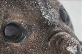 On Sea Lion Island, a small island in the Falkland Islands, this baby elephant seal let me get extremely close to it. Within its gaze you can not only see its caution and curiosity, but also the reflection of the beach and me taking the picture. : by caitlinalice, Views[632]