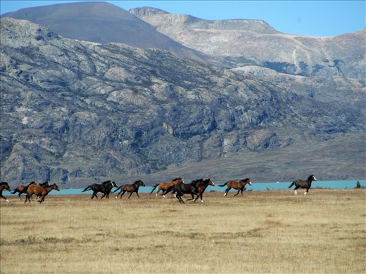 As a lover of horses, nature, and all things beautiful, I have a hard time describing how perfect this picture is to me.  While hiking back from Upsala Glacier, a herd of wild horses suddenly thundered over a nearby ridge.  Such is the nature of Patagonian Argentina - beautiful and free! 