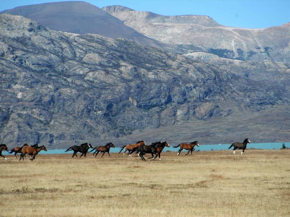 As a lover of horses, nature, and all things beautiful, I have a hard time describing how perfect this picture is to me.  While hiking back from Upsala Glacier, a herd of wild horses suddenly thundered over a nearby ridge.  Such is the nature of Patagonian Argentina - beautiful and free! 