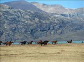 As a lover of horses, nature, and all things beautiful, I have a hard time describing how perfect this picture is to me.  While hiking back from Upsala Glacier, a herd of wild horses suddenly thundered over a nearby ridge.  Such is the nature of Patagonian Argentina - beautiful and free! : by caitlinlouise, Views[874]