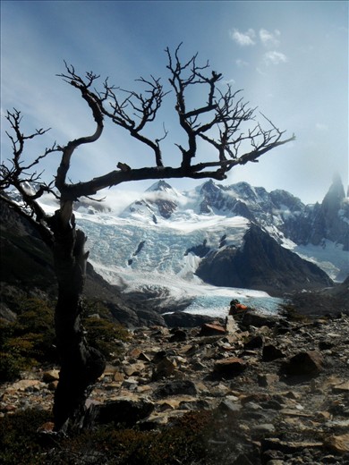 El Chalten provides you with a plethora of glaciers flowing from the giant Southern Patagonian Ice Field (Hielo Sur) that are within a day's hike.  This tree frames a hiker looking and glaciers Adele and Grande.