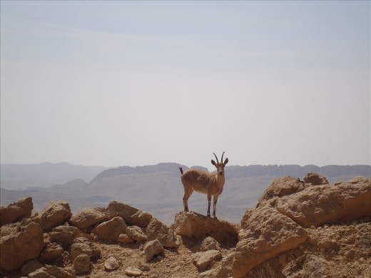 An intimate moment with a Nubian ibex, a wild desert-dwelling goat.