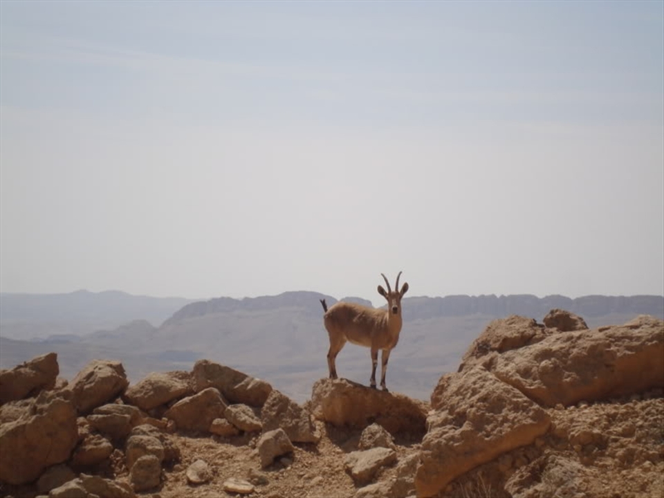 An intimate moment with a Nubian ibex, a wild desert-dwelling goat.