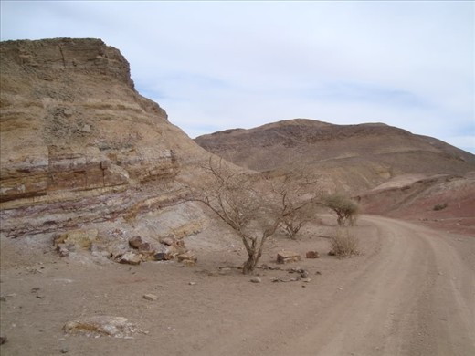 Acacia trees in the Negev desert. These native species are suited to a region which receives very little rain