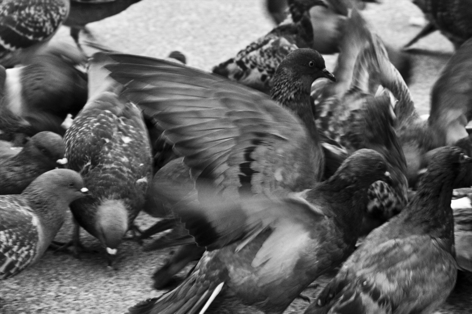 Feeding the pigeons on a square in Paris, controversial yet historically significant. The fast paced hustle and bustle makes that we can only focus on the essentials, but are blocking out all else.