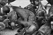 Feeding the pigeons on a square in Paris, controversial yet historically significant. The fast paced hustle and bustle makes that we can only focus on the essentials, but are blocking out all else.: by callumwouters, Views[633]