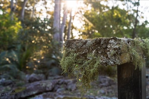 'Backlit Moss' was an easy to miss shot but as usual, I looked at my angles.