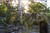 'Backlit Moss' was an easy to miss shot but as usual, I looked at my angles.: by cameronpettit, Views[295]