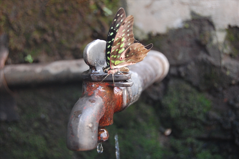 Thirsty butterfly struggling 