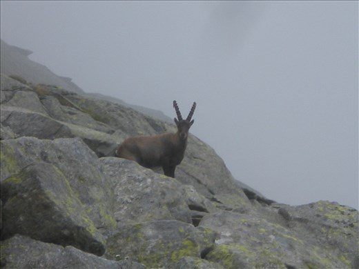 Steinbock: travel mates