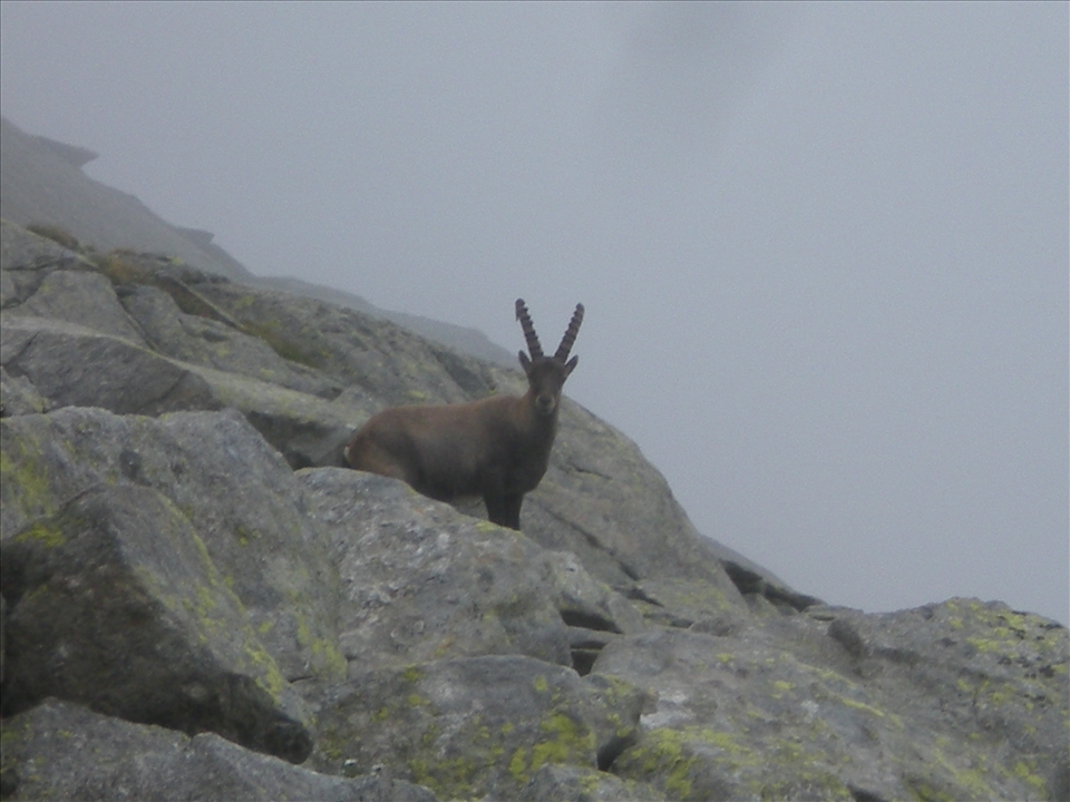 Steinbock: travel mates