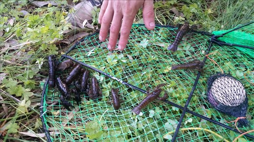 Our yabby catch