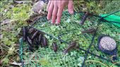 Our yabby catch: by camilleandjamie, Views[331]