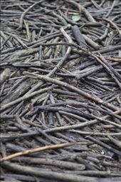 by camilovergara, Views[200]