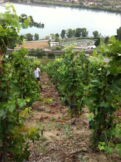 They were the steepest and most hard to work vineyards I've ever seen!