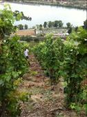 They were the steepest and most hard to work vineyards I've ever seen!: by candice, Views[220]