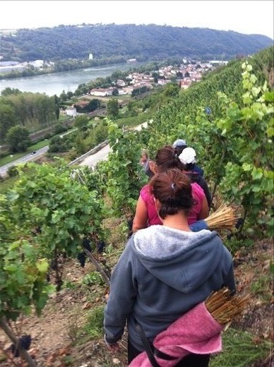 Walking in - the 'straw' is what they use for tying the vines down 