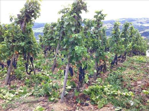 Cote Rote Syrah expose!