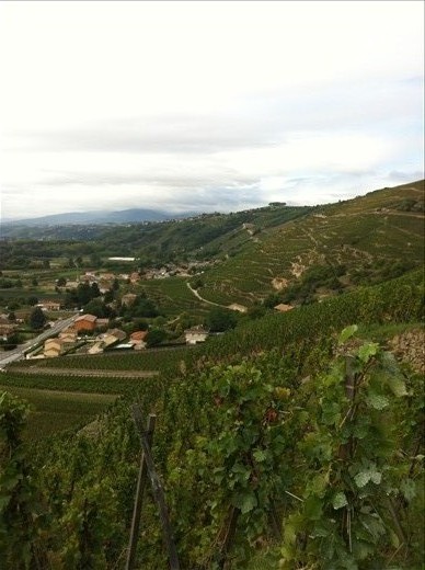 Looking out toward the south of the valley over Condrieu 
