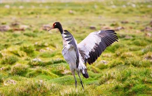 Grus nigricollis - the high altitude cranes.