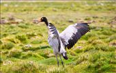 Grus nigricollis - the high altitude cranes.: by candletree, Views[820]
