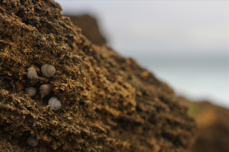 A few snails tucked away in the reef.