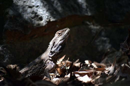 A water dragon stays dead still in blends into its environment with ease.