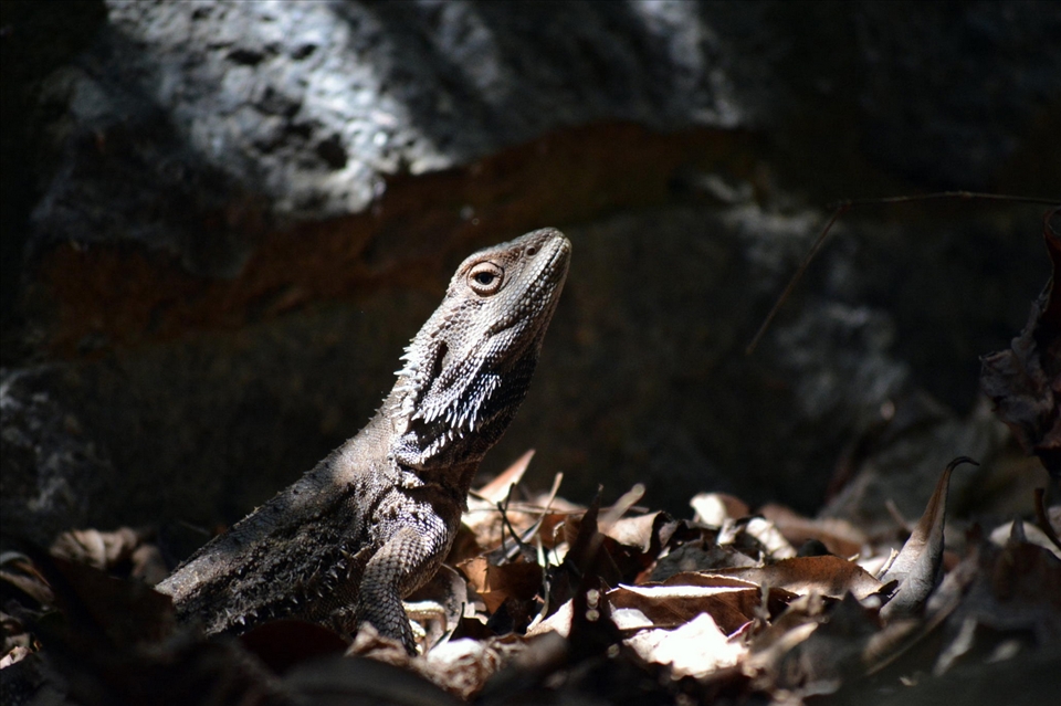 A water dragon stays dead still in blends into its environment with ease.