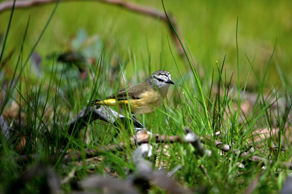The appearance of Eastern Yellow Robins mark the beginning of Spring. 